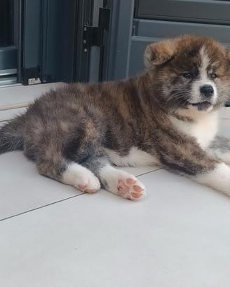 Akita inu