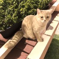 Cucciolo di British Shorthair