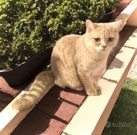 Cucciolo di British Shorthair