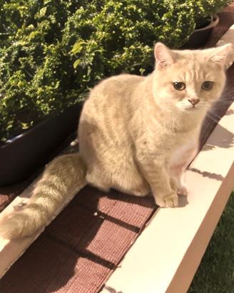 Cucciolo di British Shorthair