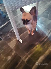 Zse chihuahua mini Toy