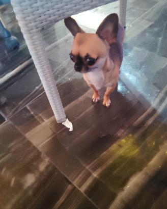 Zse chihuahua mini Toy