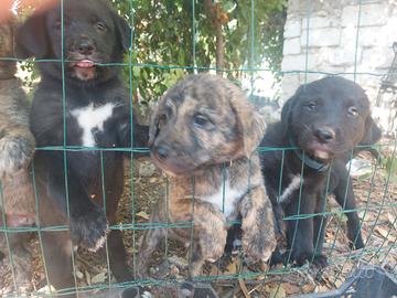Cuccioli di labrador e dogo sardo