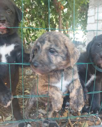 Cuccioli di labrador e dogo sardo