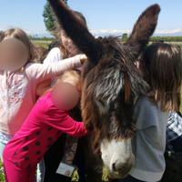 Famiglia di 4 Asini per bambini