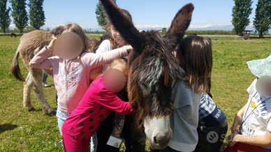 Famiglia di 4 Asini per bambini