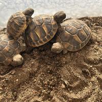 Tartarughe