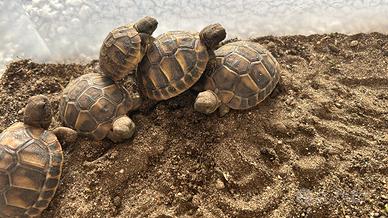 Tartarughe