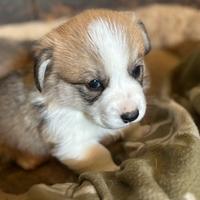 PEMBROKE CORGY cuccioli