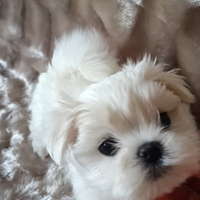 Maltese coreano Toy linea grandi occhi