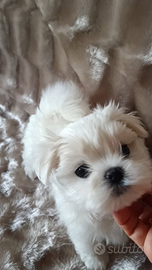 Maltese coreano Toy linea grandi occhi