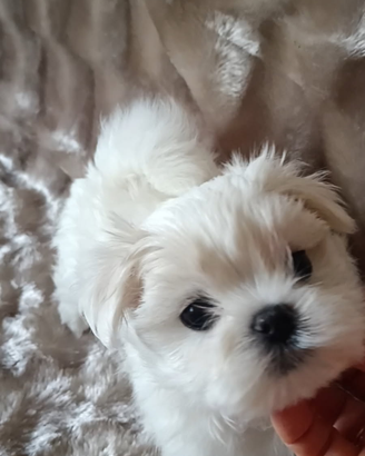Maltese coreano Toy linea grandi occhi