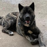 Akita americano per monta