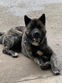 Akita americano per monta