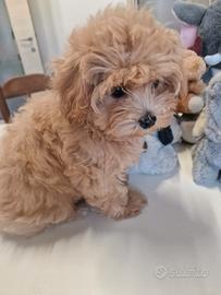 barboncino maltese maltipoo cuccioli 