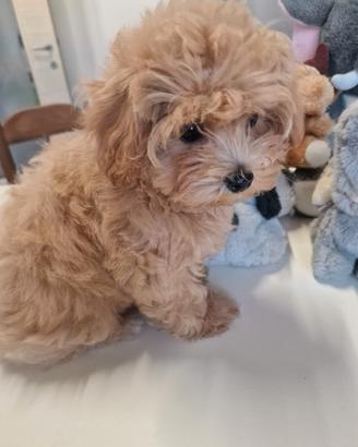 barboncino maltese maltipoo cuccioli 