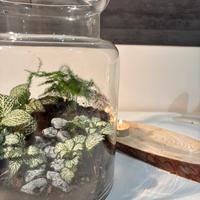 Terrarium grande
