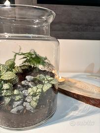 Terrarium grande