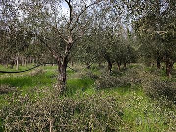 PIANTE DI ULIVO