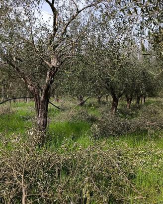 PIANTE DI ULIVO
