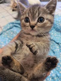 Cuccioli scottish straight e british shorthair