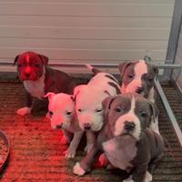 Cuccioli di Amstaff disponibili