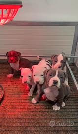 Cuccioli di Amstaff disponibili