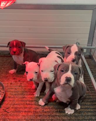 Cuccioli di Amstaff disponibili