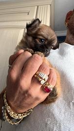 Chihuahua mini Toy pelo lungo