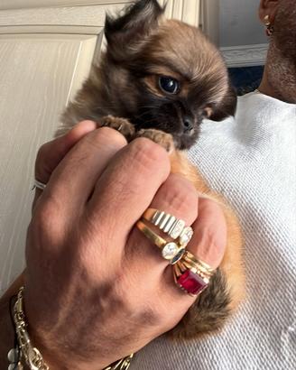 Chihuahua mini Toy pelo lungo