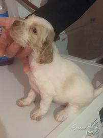 Setter inglese RADENTI'S