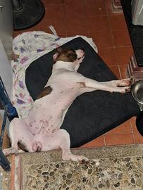 Cuccioli amstaff