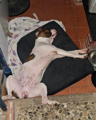Cuccioli amstaff