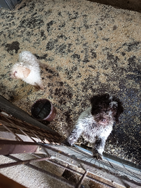 Cuccioli Lagotto romagnolo
