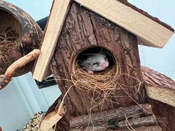 Cuccioli minighiri africani