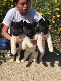 Akita Americano Cuccioli