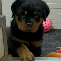 Cucciola Rottweiler