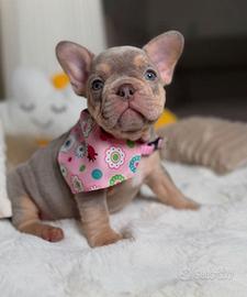 BULLDOG FRANCESE CUCCIOLA FEMMINA disponibile