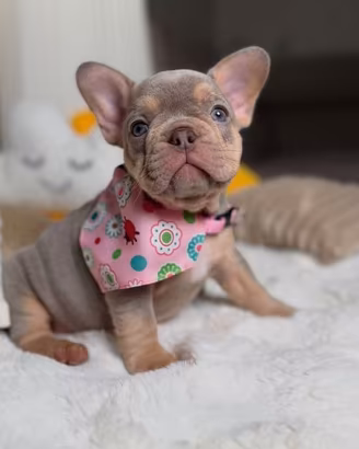 BULLDOG FRANCESE CUCCIOLA FEMMINA disponibile