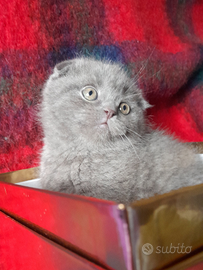 Cuccioli Scottish fold e straight