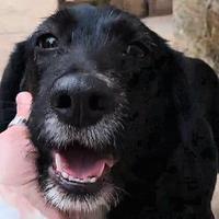 Cagnetta mix caccia dolcissima