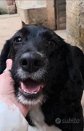 Cagnetta mix caccia dolcissima