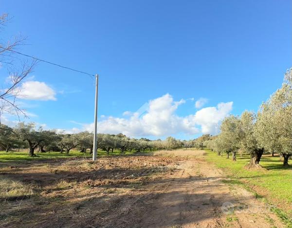 TER. AGRICOLO A PIANOPOLI