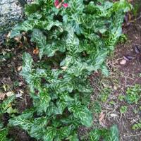 Gigaro chiaro o calla selvatica