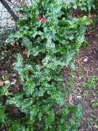 Gigaro chiaro o calla selvatica