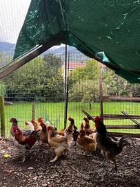 Galline