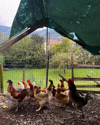 Galline