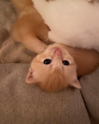 Scottish Straight