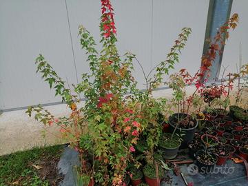 Piante acero burgeriano