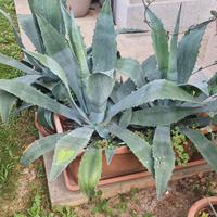 Agave Americana - 3 piante